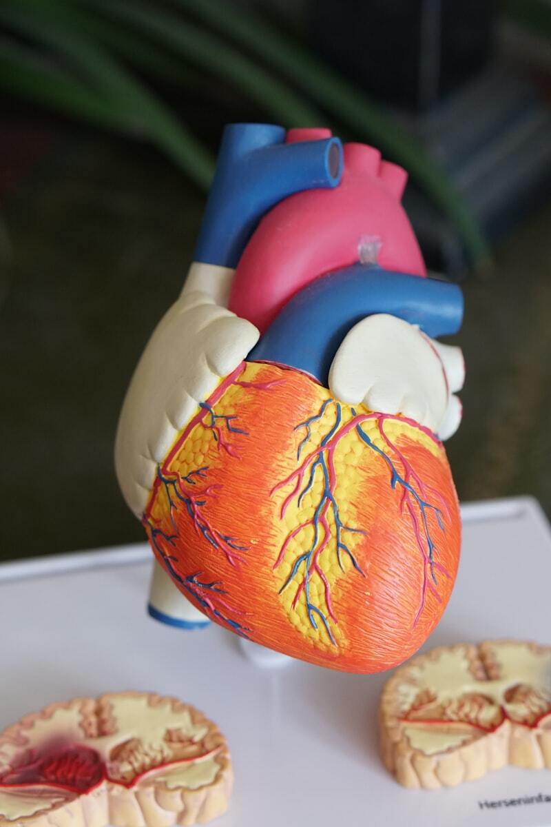 The Silent Killer: Why Heart Disease Often Shows No Symptoms